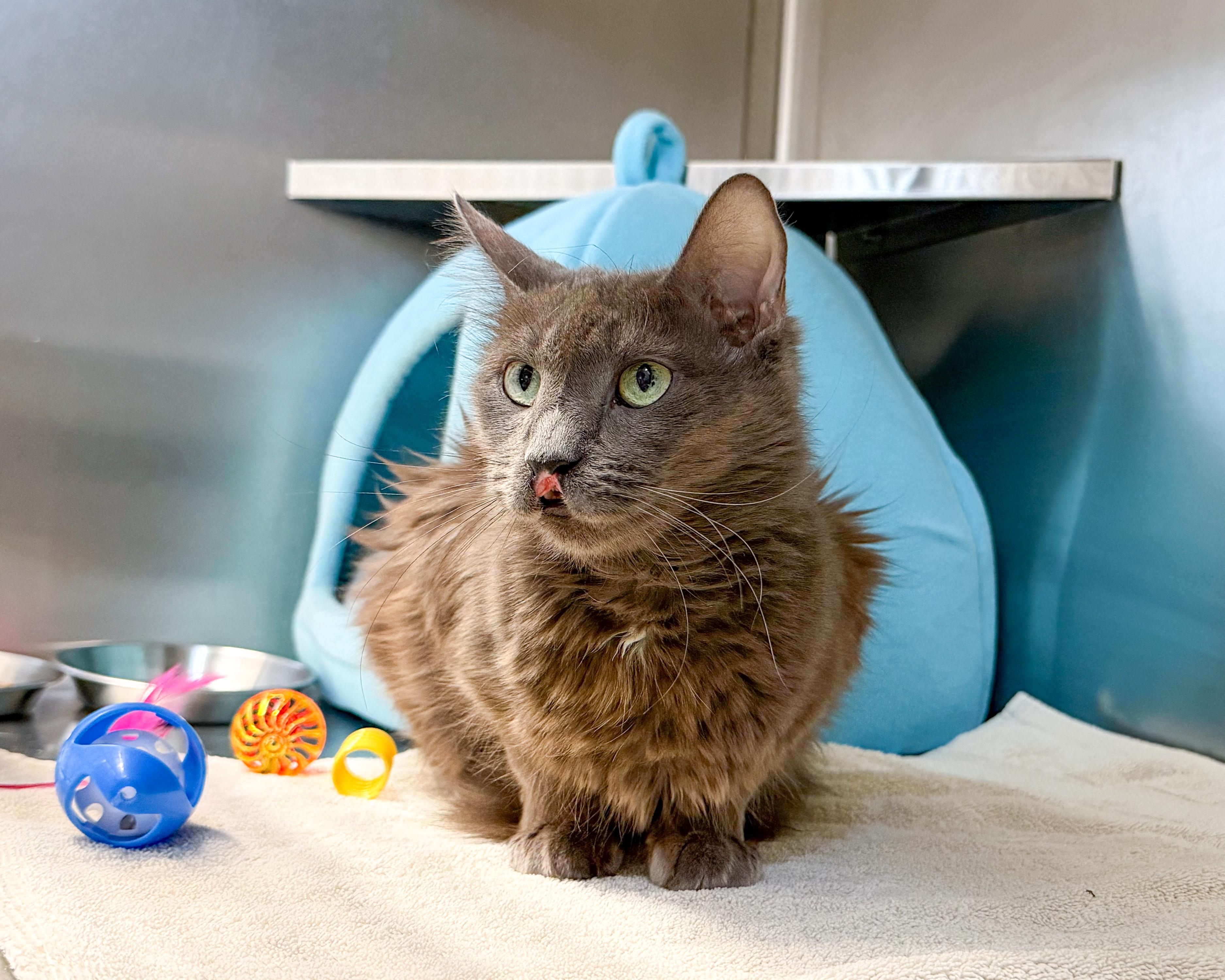 Mystic, an adopted Domestic Long Hair in Scituate, MA image 2/5