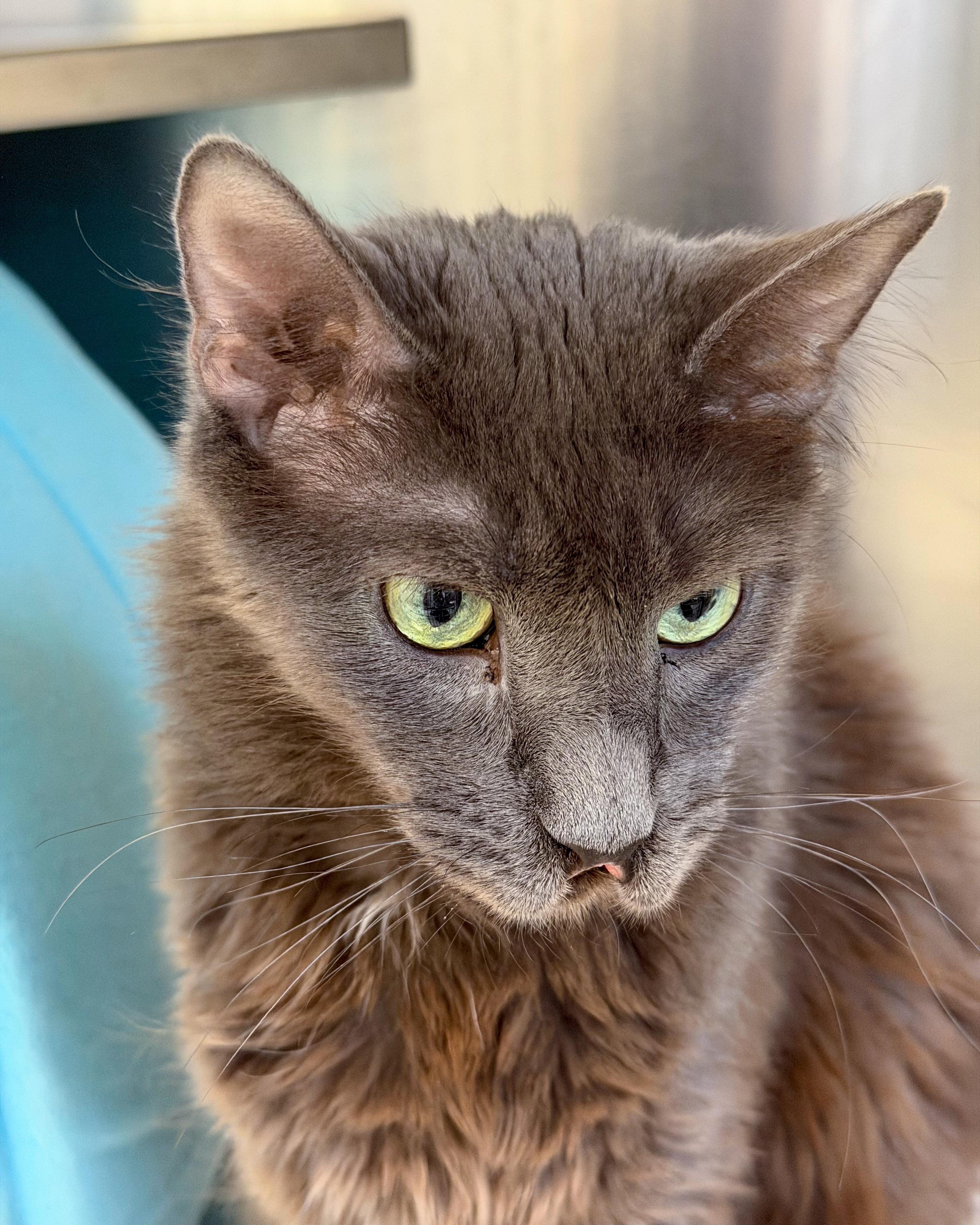 Mystic, an adopted Domestic Long Hair in Scituate, MA image 4/5