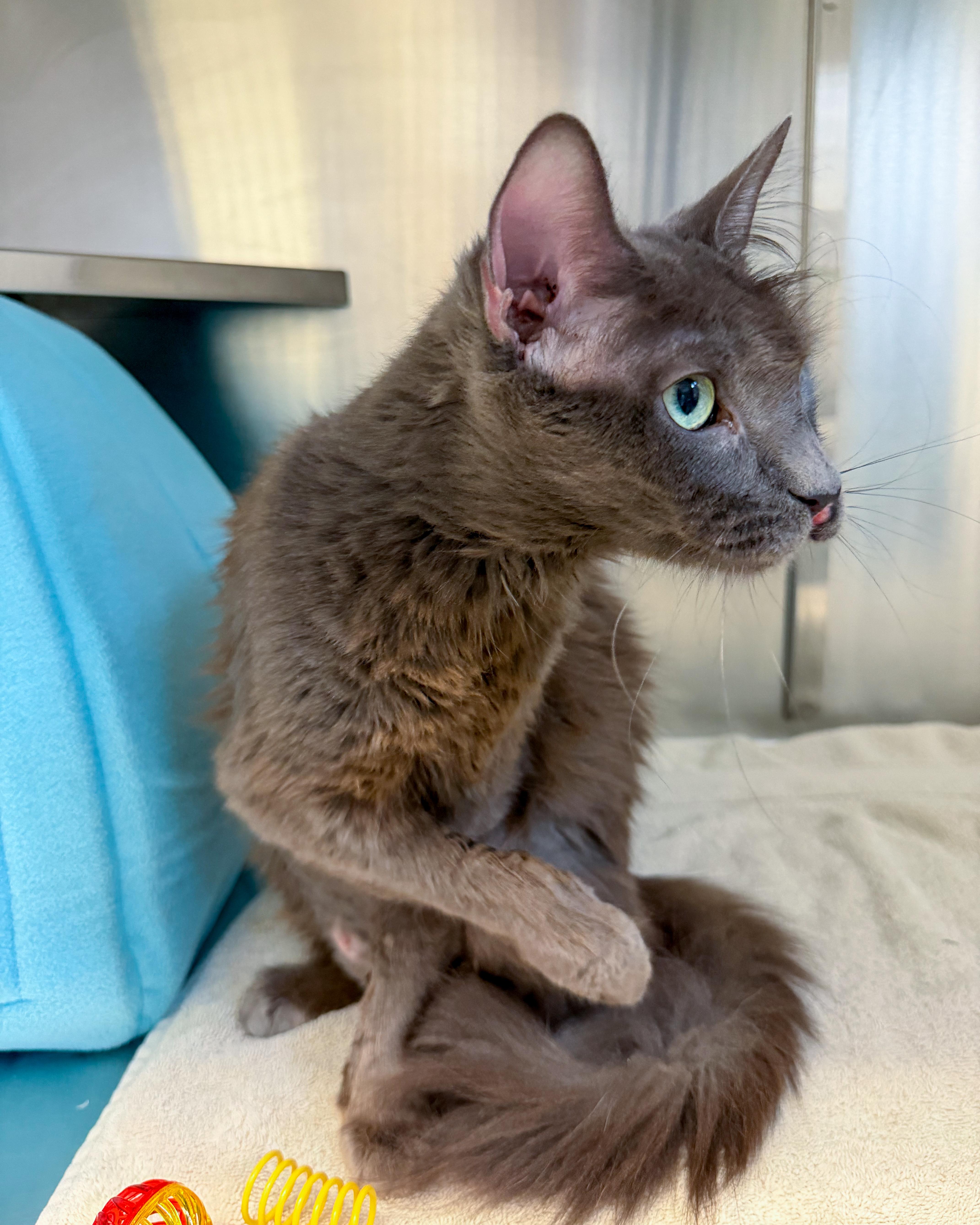 Mystic, an adopted Domestic Long Hair in Scituate, MA image 5/5