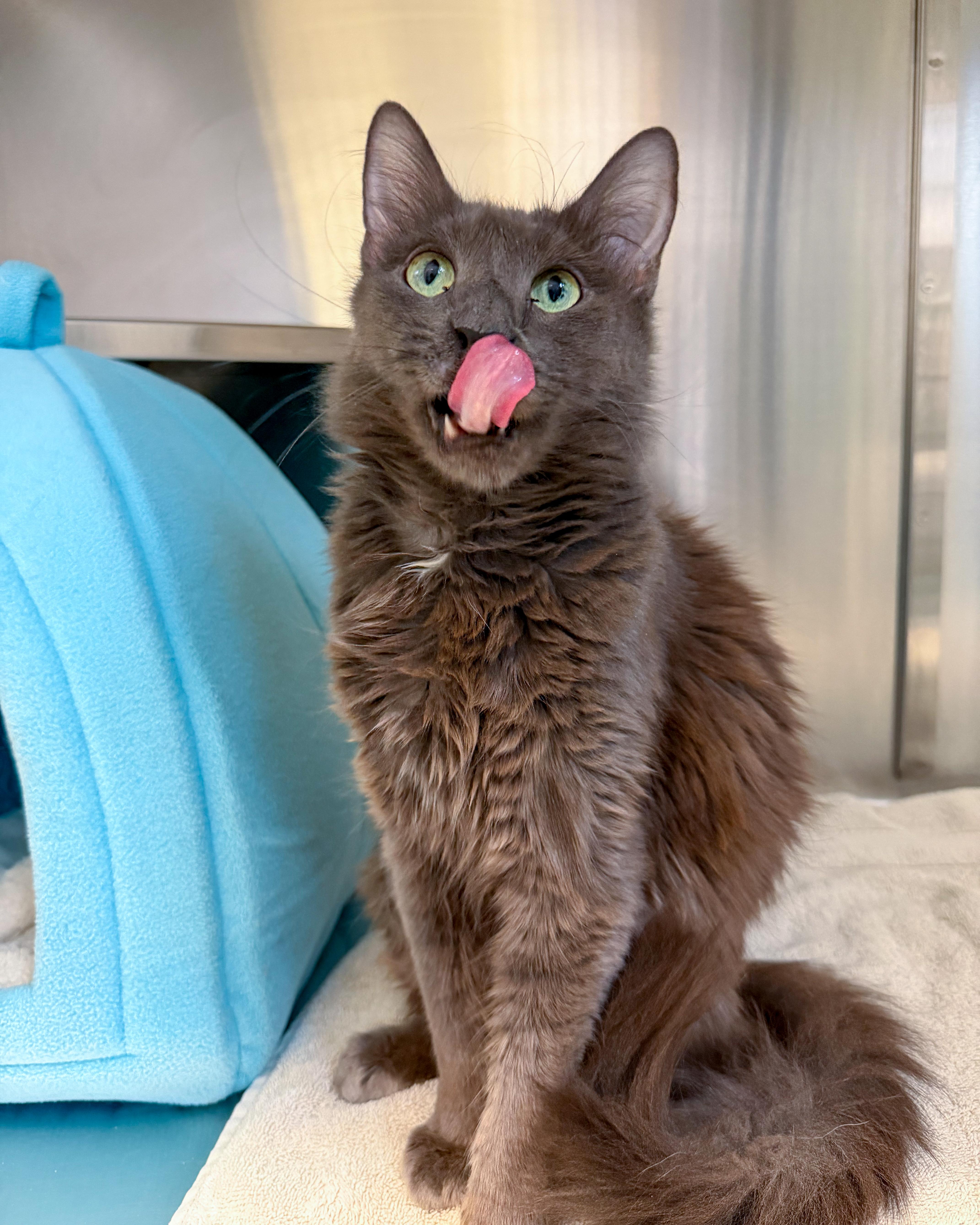 Mystic, an adopted Domestic Long Hair in Scituate, MA image 3/5