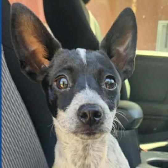 Cookie, Adoptable, Young Female Chihuahua.