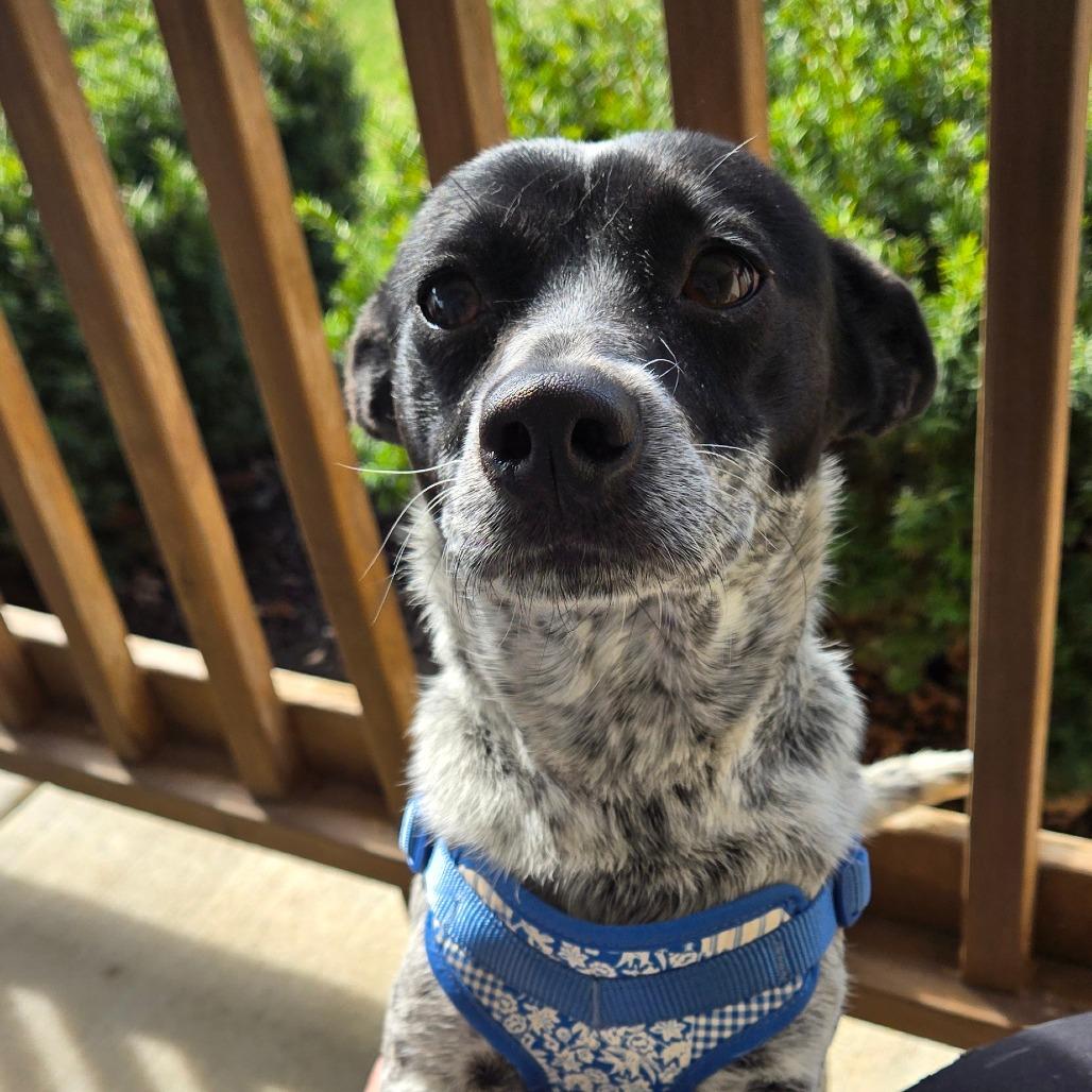 Enlarge Cookie, a Adoptable Chihuahua in Loves Park, IL image 2/5