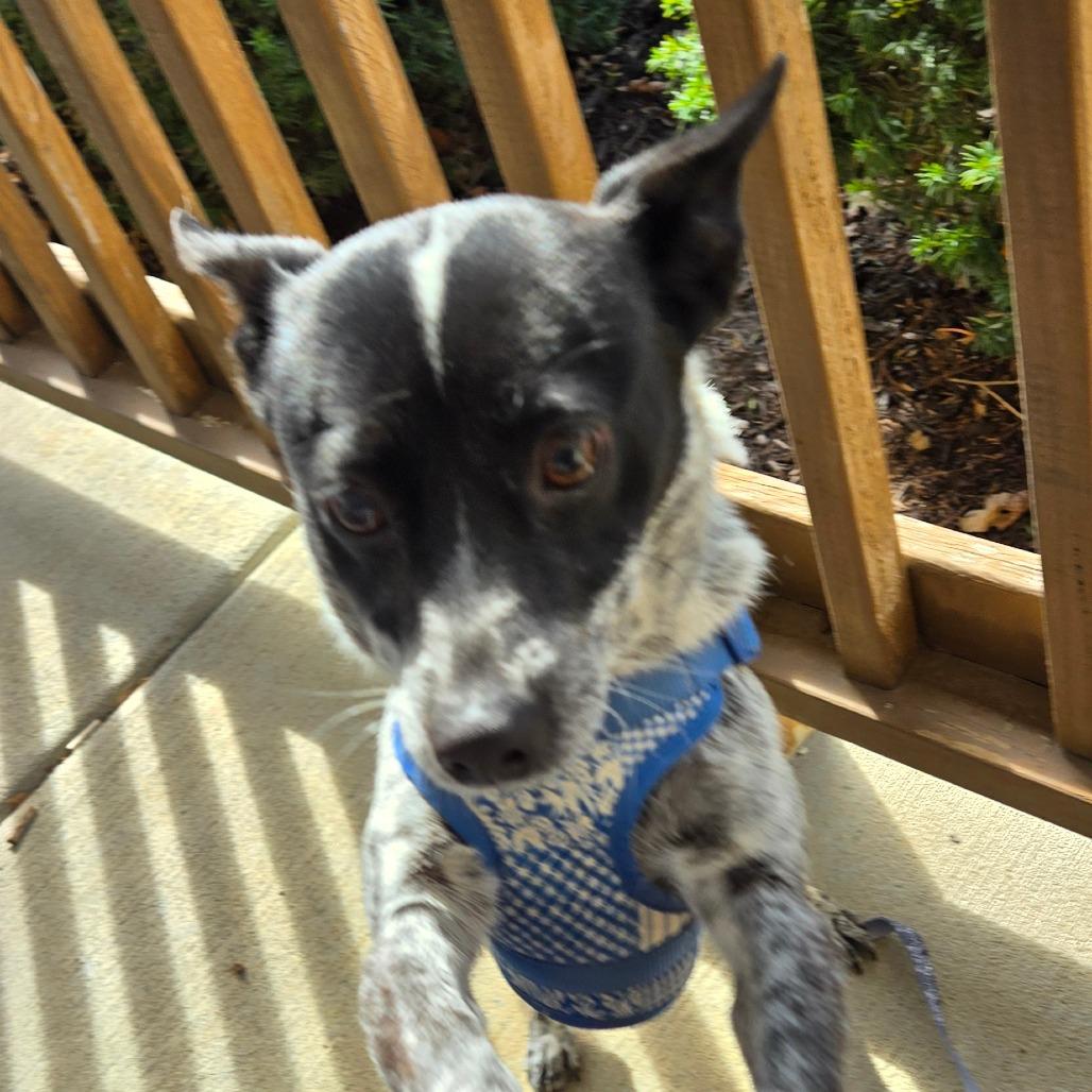 Enlarge Cookie, a Adoptable Chihuahua in Loves Park, IL image 3/5