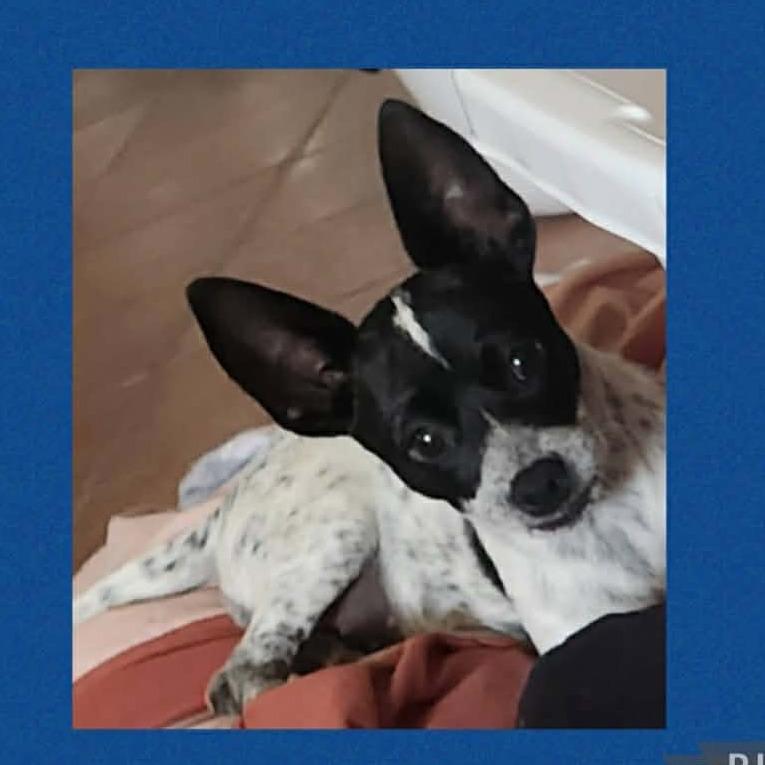 Enlarge Cookie, a Adoptable Chihuahua in Loves Park, IL image 4/5