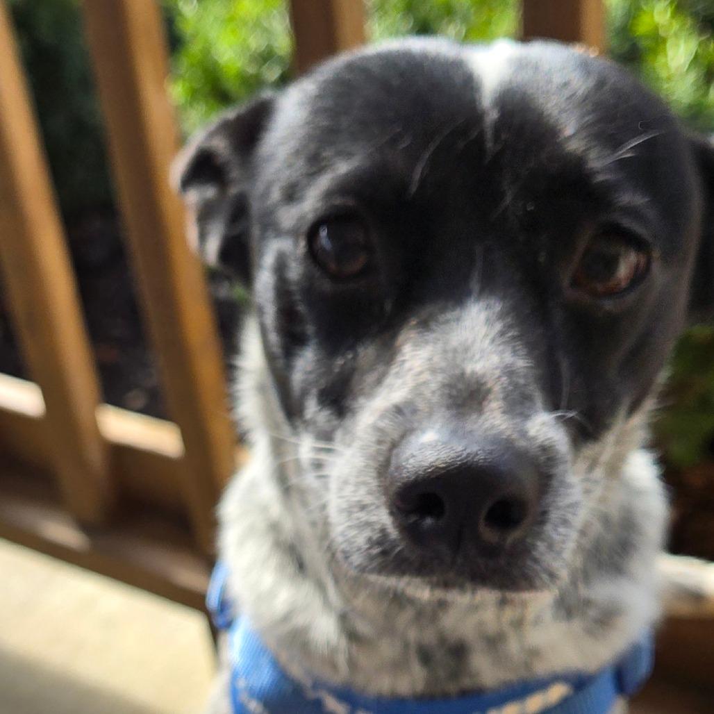 Enlarge Cookie, a Adoptable Chihuahua in Loves Park, IL image 5/5