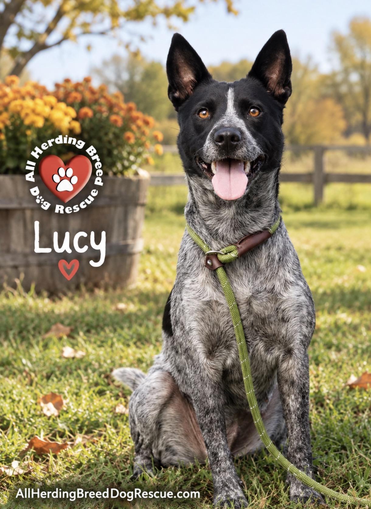 Enlarge Lucy, a Adoptable Cattle Dog in Joliet, IL image 2/3