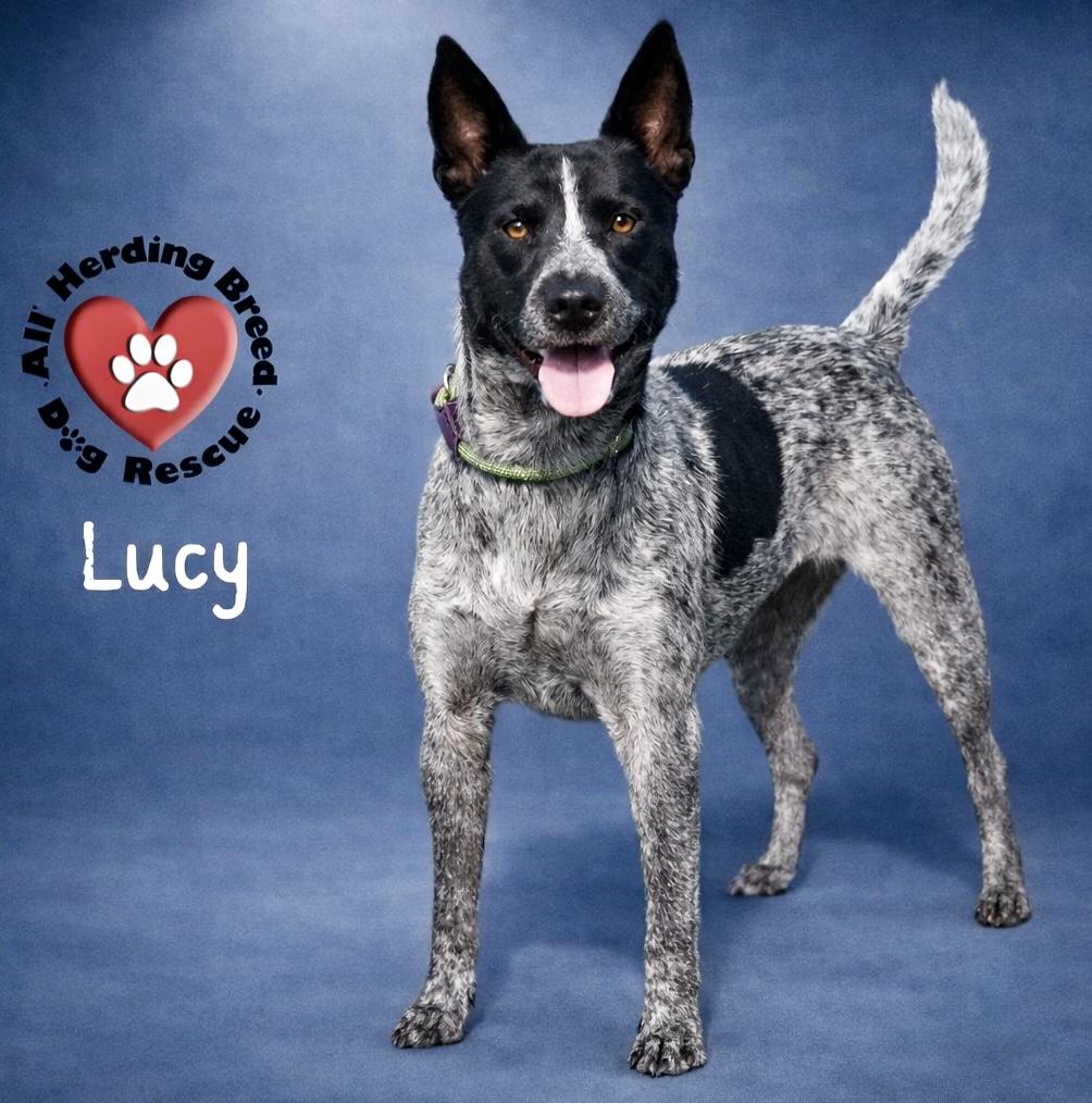 Lucy, Adoptable, Adult Female Cattle Dog.