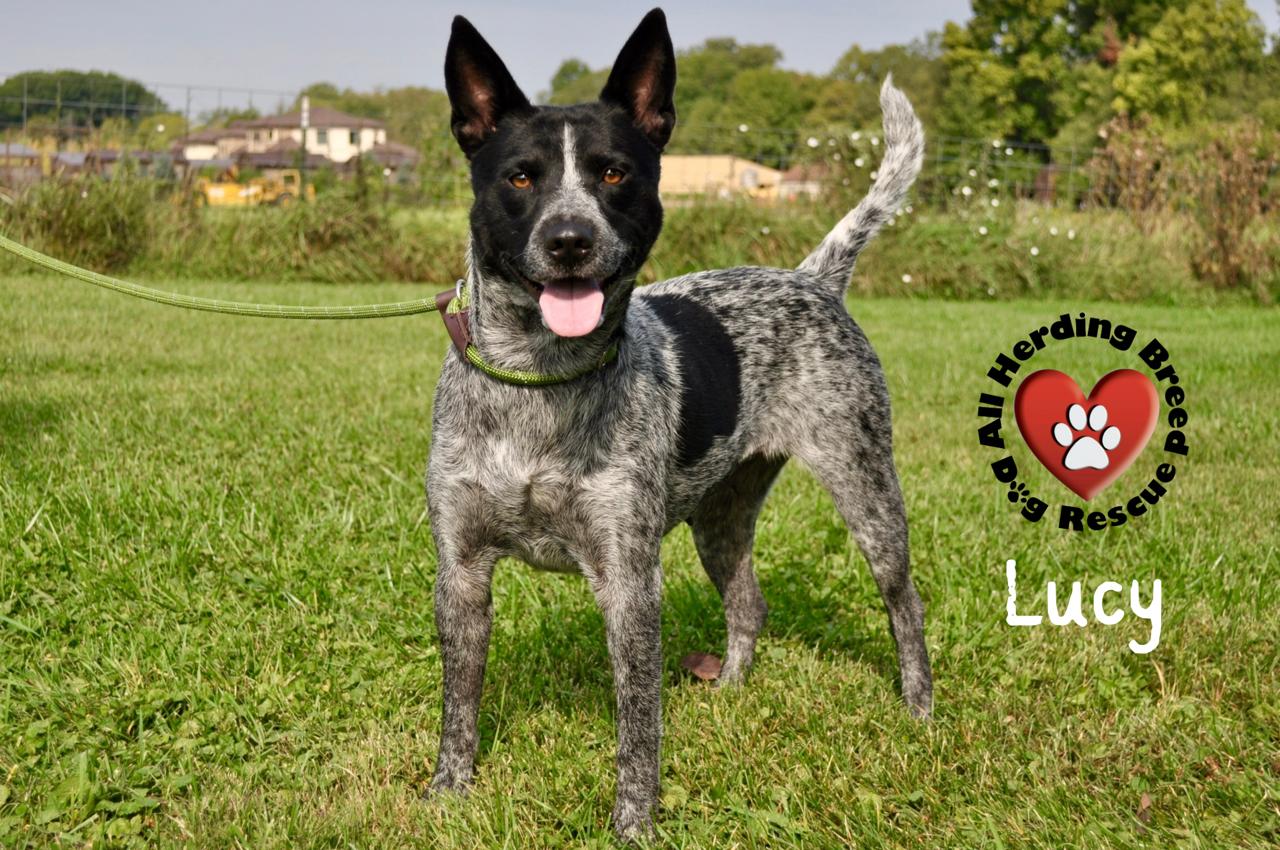 Lucy, Adoptable, Adult Female Cattle Dog.