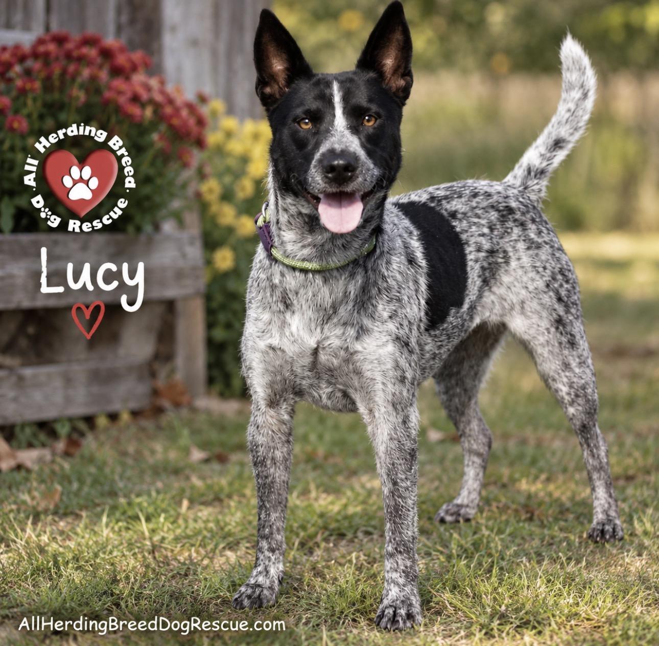 Enlarge Lucy, a Adoptable Cattle Dog in Joliet, IL image 3/3