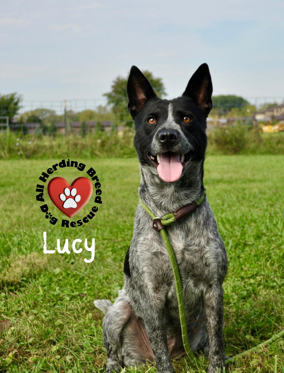 Enlarge Lucy, a Adoptable Cattle Dog in Joliet, IL image 2/4