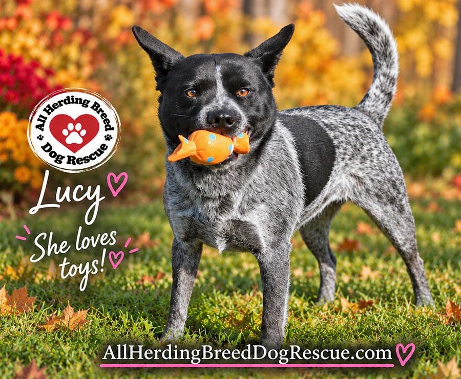 Enlarge Lucy, a Adoptable Cattle Dog in Joliet, IL image 3/6