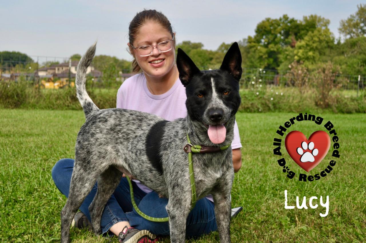 Enlarge Lucy, a Adoptable Cattle Dog in Joliet, IL image 3/4