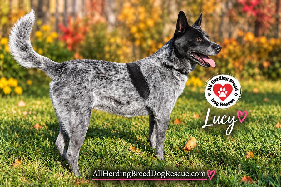 Enlarge Lucy, a Adoptable Cattle Dog in Joliet, IL image 4/6