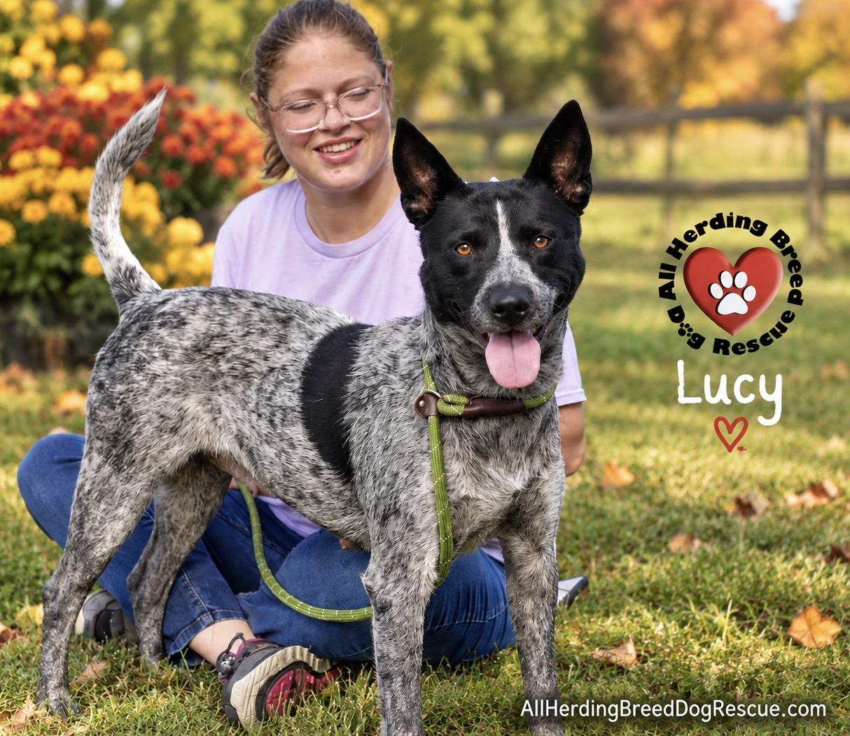 Lucy, Adoptable, Adult Female Cattle Dog.