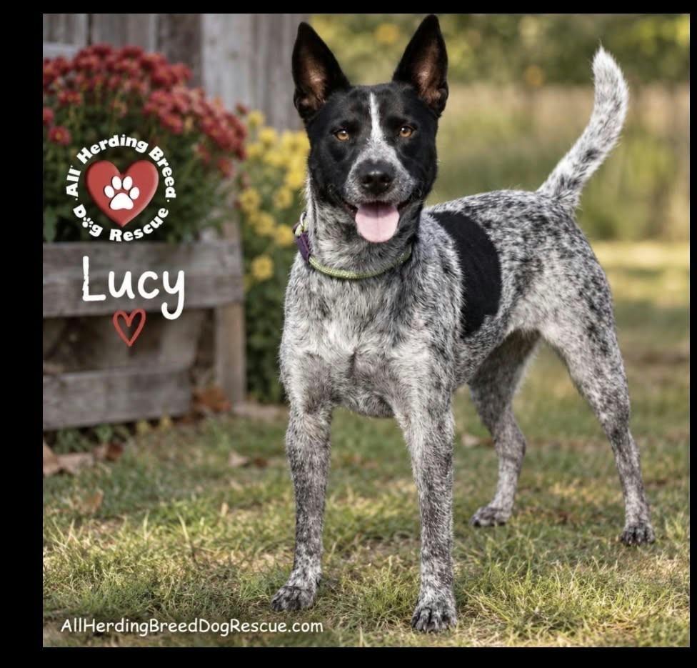 Lucy, Adoptable, Adult Female Cattle Dog.