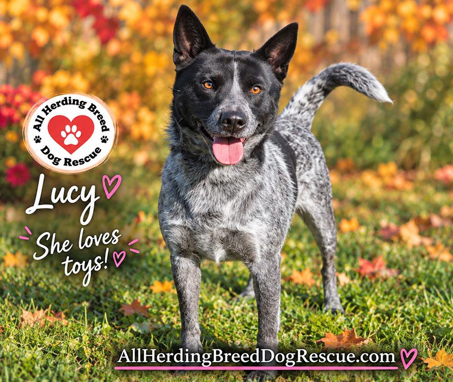 Enlarge Lucy, a Adoptable Cattle Dog in Joliet, IL image 6/6