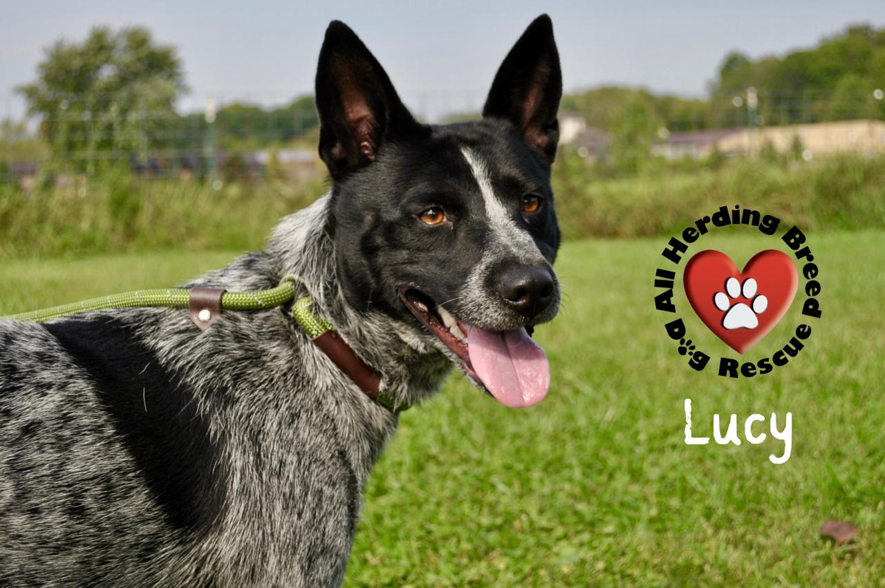 Enlarge Lucy, a Adoptable Cattle Dog in Joliet, IL image 4/4