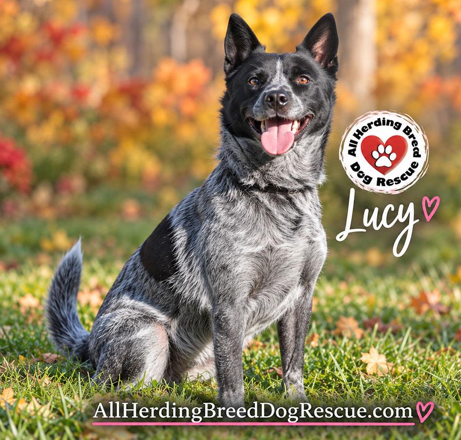Enlarge Lucy, a Adoptable Cattle Dog in Joliet, IL image 5/6
