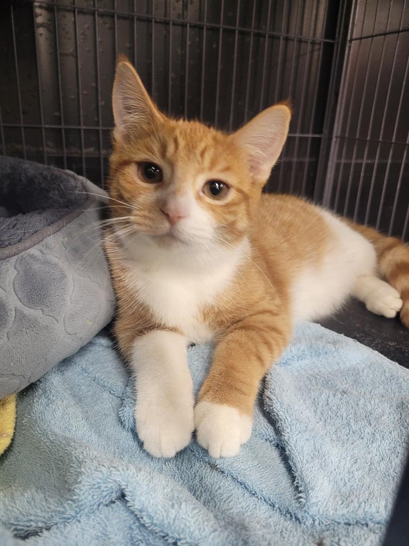 Buzz bonded with Rev, Adoptable, Kitten Female Tabby.