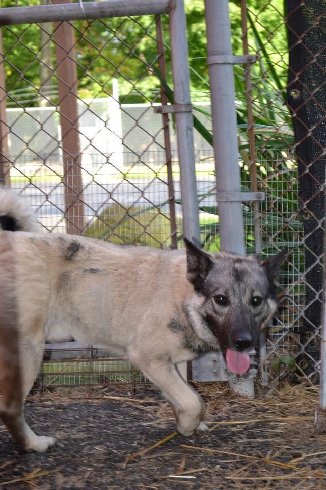 Enlarge HotRod, a Adopted mixed breed in Chardon, OH image 2/3