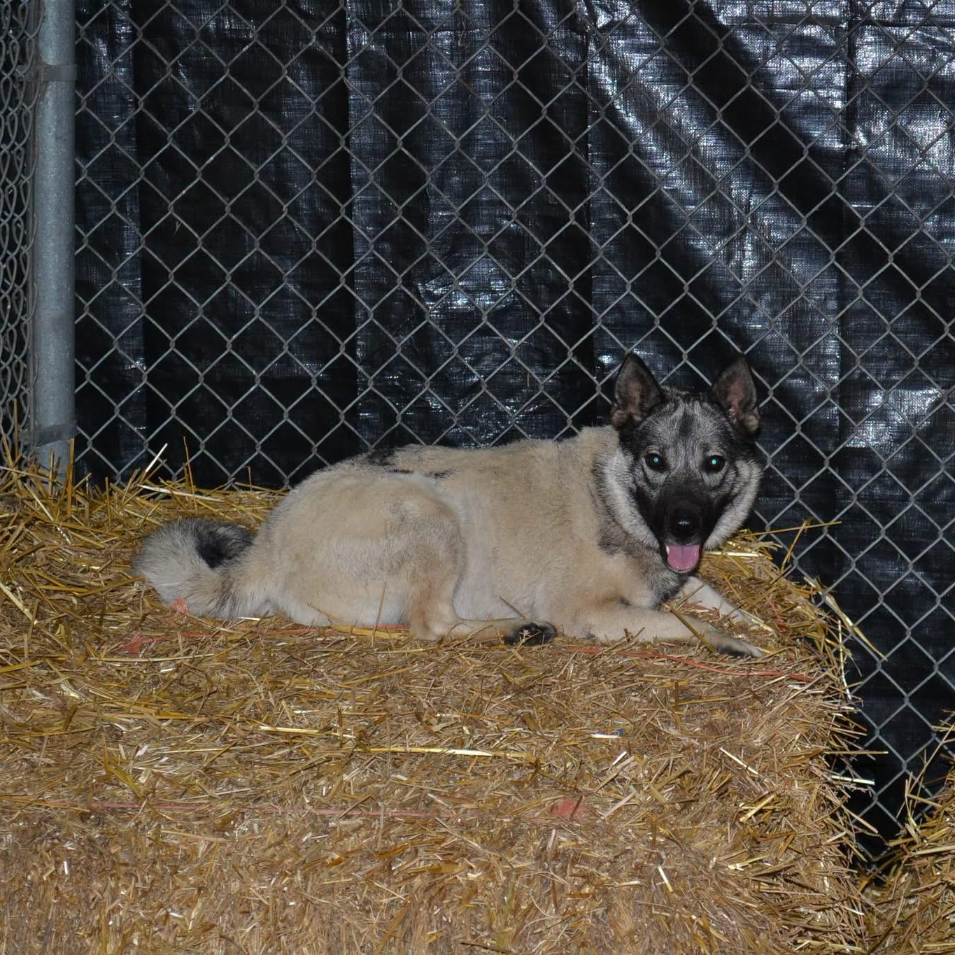 Enlarge HotRod, a Adopted mixed breed in Chardon, OH image 1/3