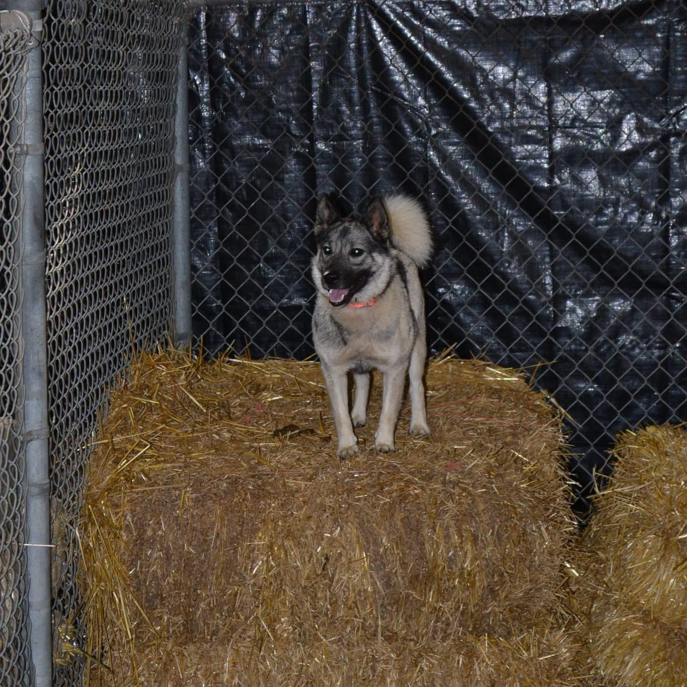 Enlarge HotRod, a Adopted mixed breed in Chardon, OH image 3/3