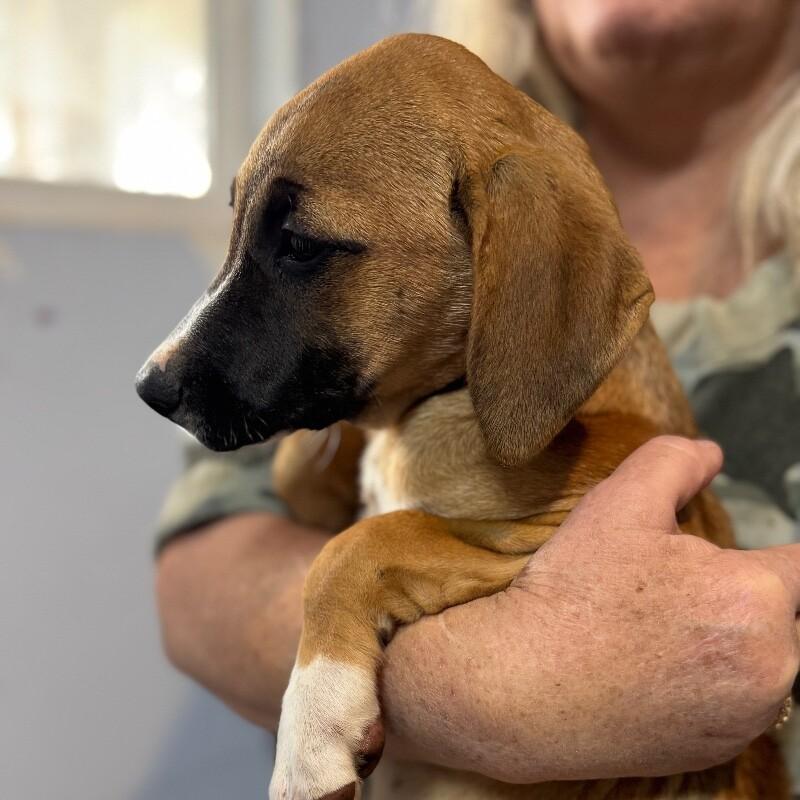 BETH DUTTON, Adoptable, Puppy Female Hound & Black Mouth Cur.