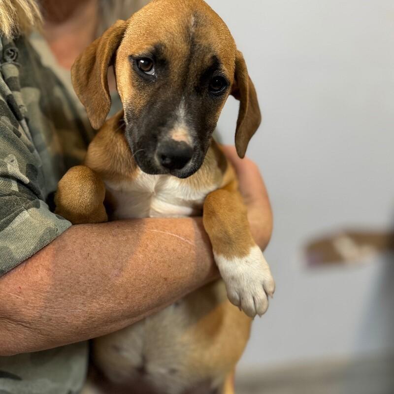 Enlarge BETH DUTTON, a Adoptable mixed breed in lawton, OK image 2/3