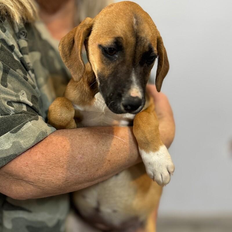 Enlarge BETH DUTTON, a Adoptable mixed breed in lawton, OK image 3/3