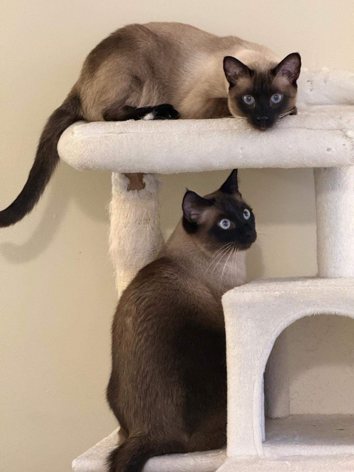 Enlarge Siamese Pair-Pet Valu Clarkson, a Adopted Domestic Short Hair in Mississauga, ON image 2/6