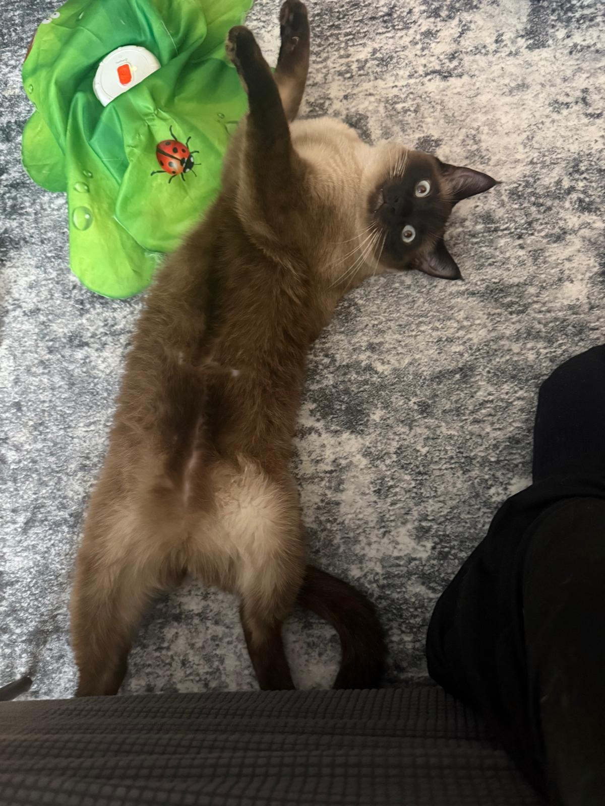 Enlarge Siamese Pair-Pet Valu Clarkson, a Adopted Domestic Short Hair in Mississauga, ON image 3/6