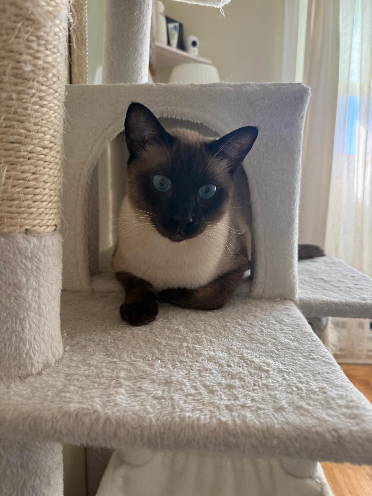 Enlarge Siamese Pair-Pet Valu Clarkson, a Adopted Domestic Short Hair in Mississauga, ON image 5/6