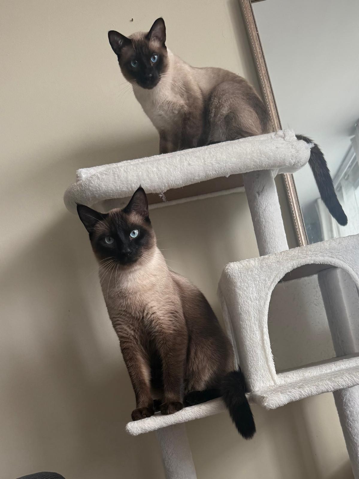 Siamese Pair-Pet Valu Clarkson, Adopted, Adult Male Domestic Short Hair.