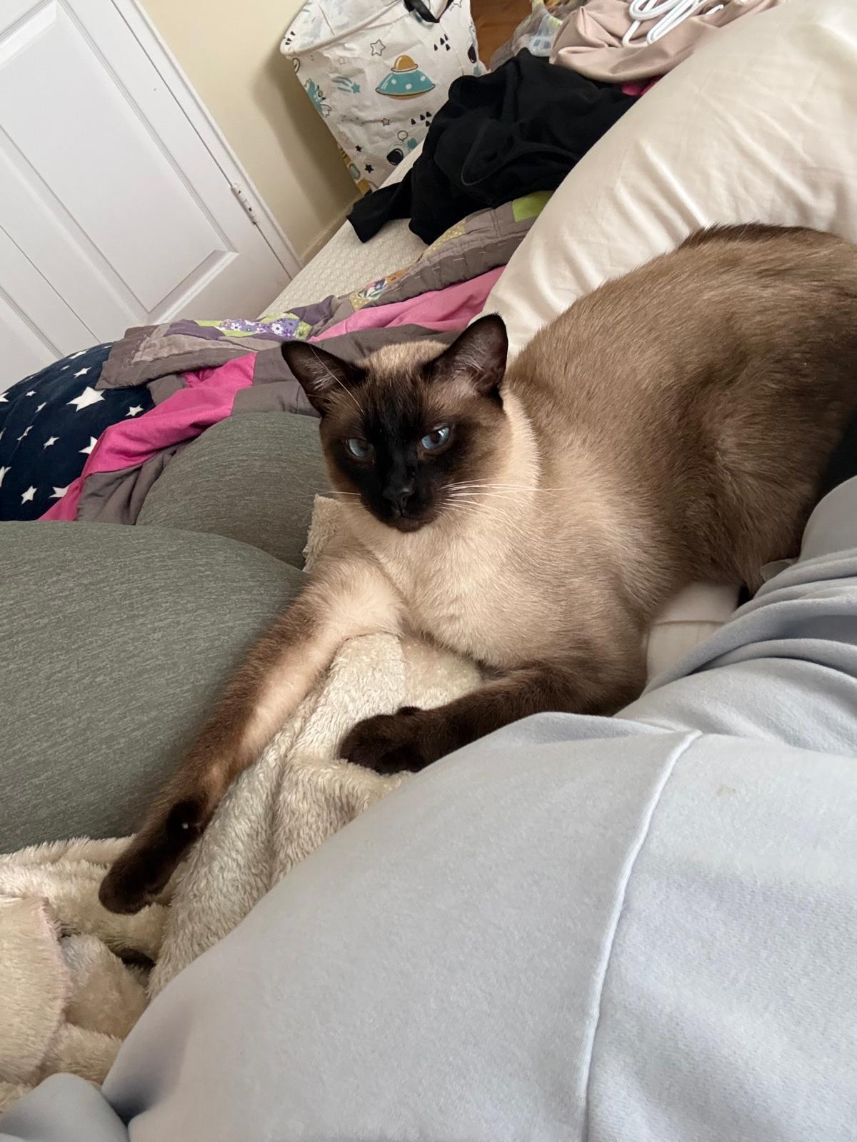 Enlarge Siamese Pair-Pet Valu Clarkson, a Adopted Domestic Short Hair in Mississauga, ON image 4/6