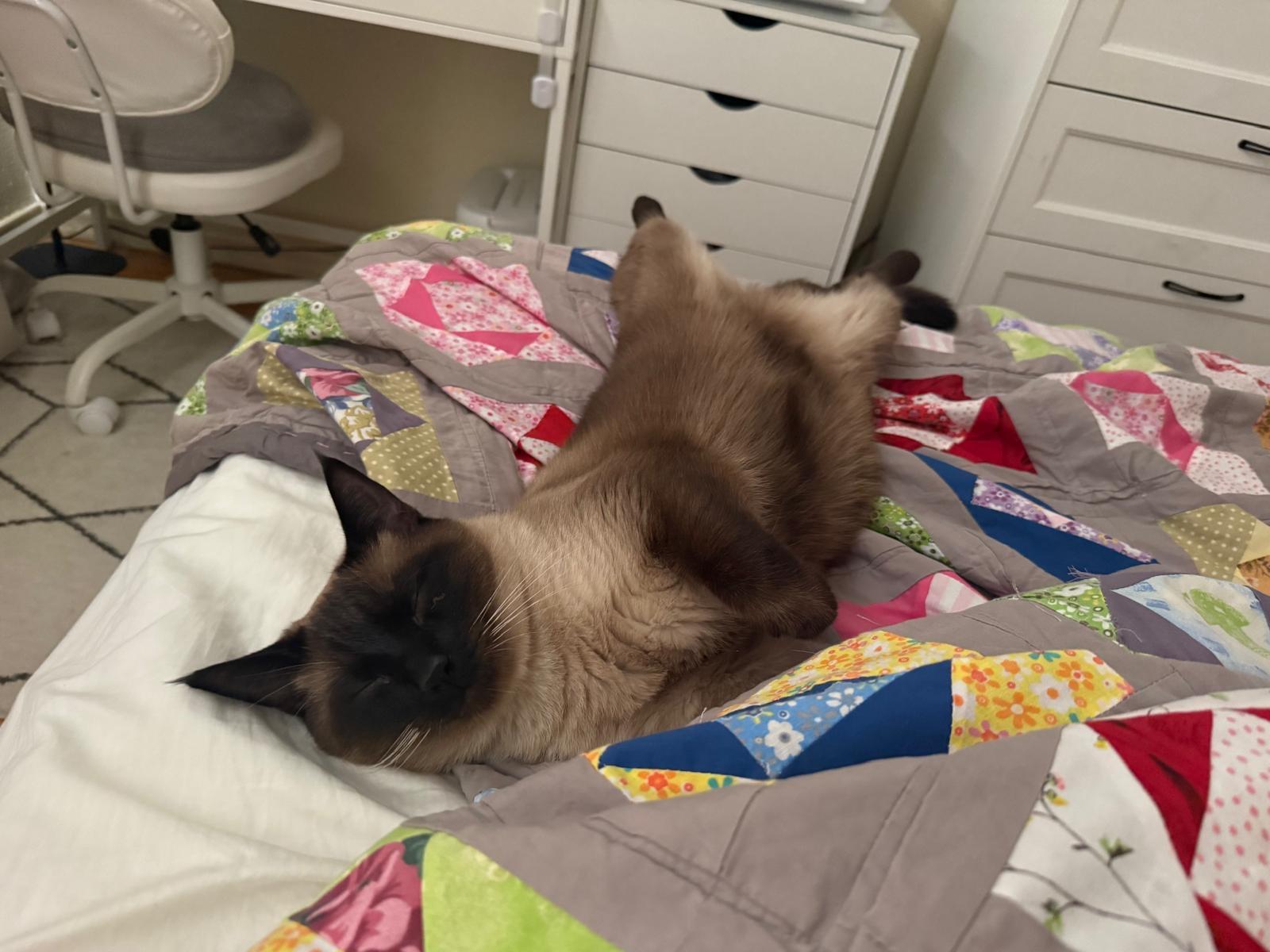 Enlarge Siamese Pair-Pet Valu Clarkson, a Adopted Domestic Short Hair in Mississauga, ON image 6/6