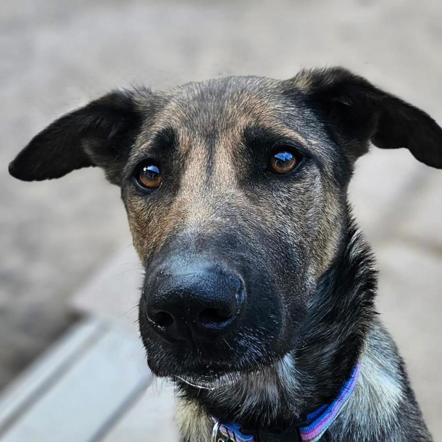(Cheese) Laki, a Adoptable German Shepherd Dog in Lakewood, CO image 1/3
