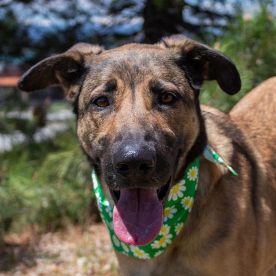 (Cheese) Laki, a Adoptable German Shepherd Dog in Lakewood, CO image 2/3