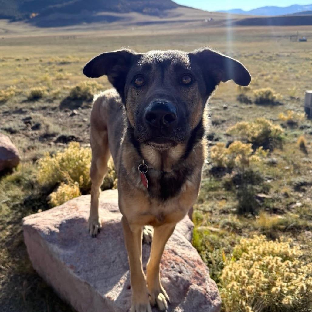 Enlarge (Cheese) Laki, a Adoptable German Shepherd Dog in Lakewood, CO image 3/4