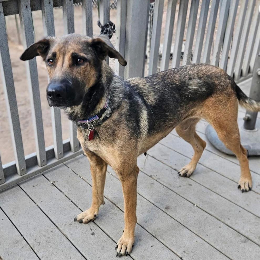 (Cheese) Laki, a Adoptable German Shepherd Dog in Lakewood, CO image 3/3