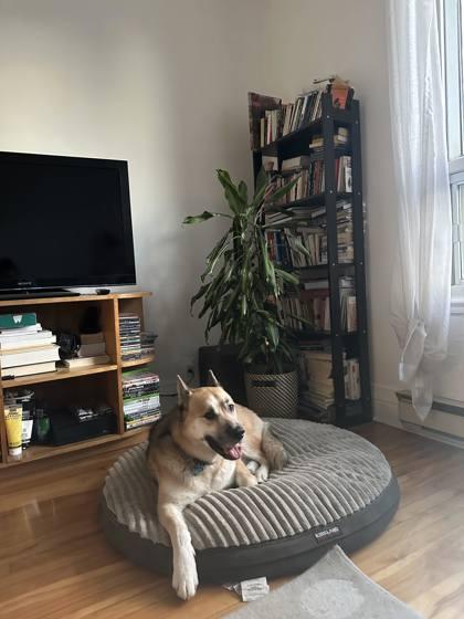Max, Adoptable, Adult Male Mixed Breed & Mixed Breed.