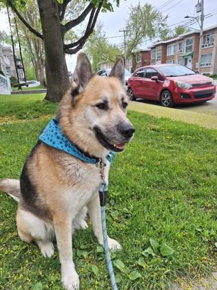 Max, Adoptable, Adult Male Mixed Breed & Mixed Breed.