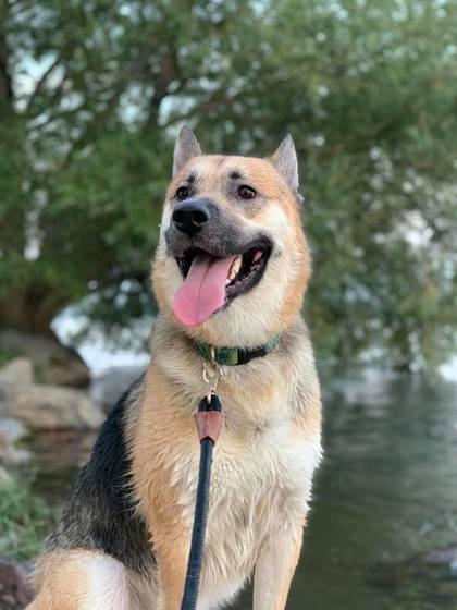 Max, a Adoptable mixed breed in Montreal, QC image 3/3