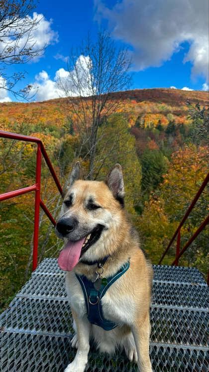 Max, a Adoptable mixed breed in Montreal, QC image 2/3