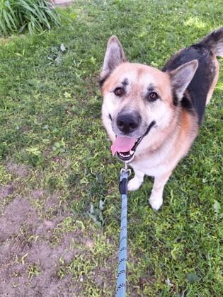 Max, a Adoptable mixed breed in Montreal, QC image 3/3