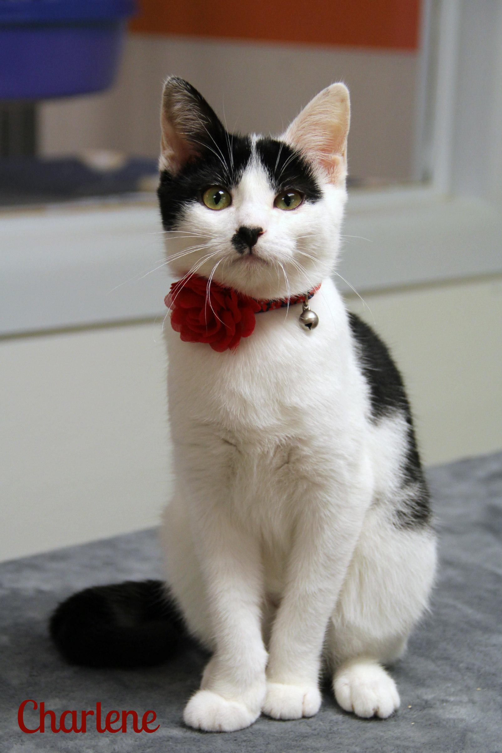Charlene, Adoptable, Kitten Female Domestic Short Hair.
