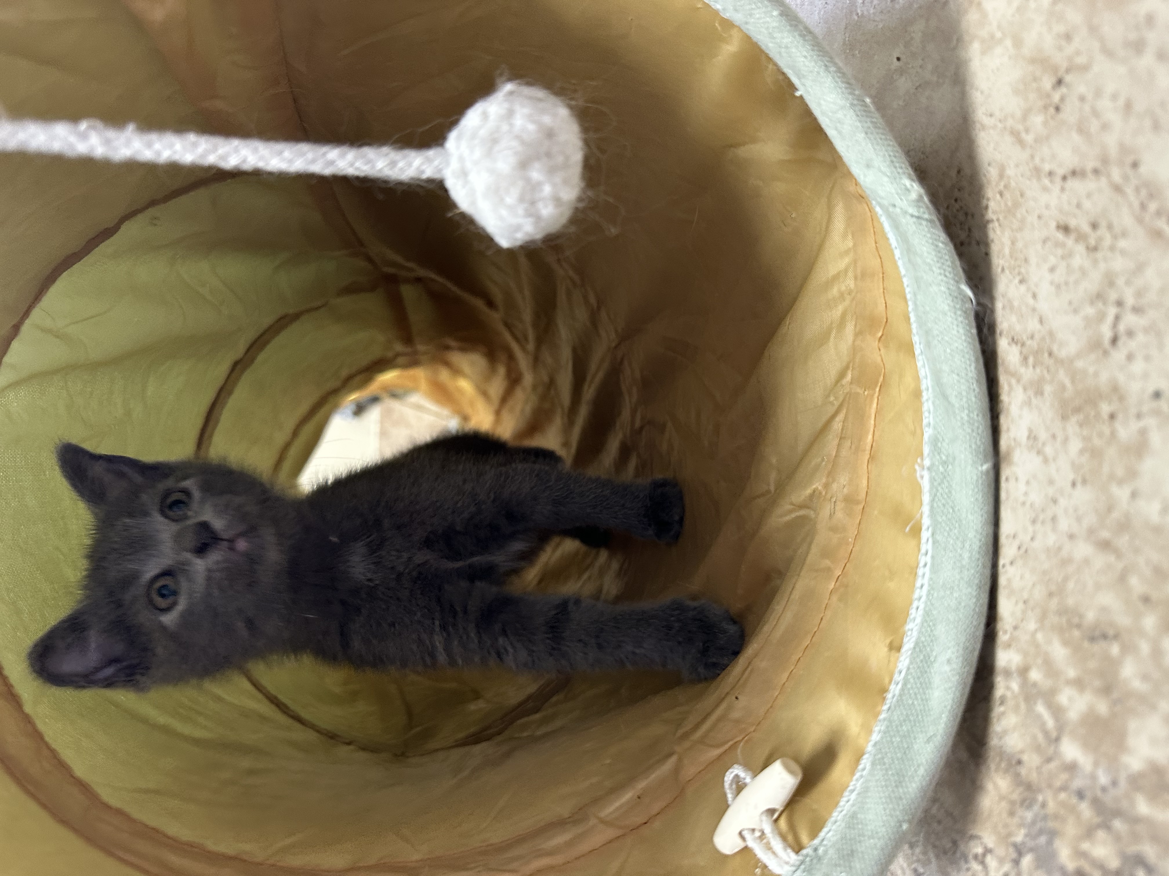 S'mores, Adopted, Kitten Female Domestic Short Hair & Russian Blue.