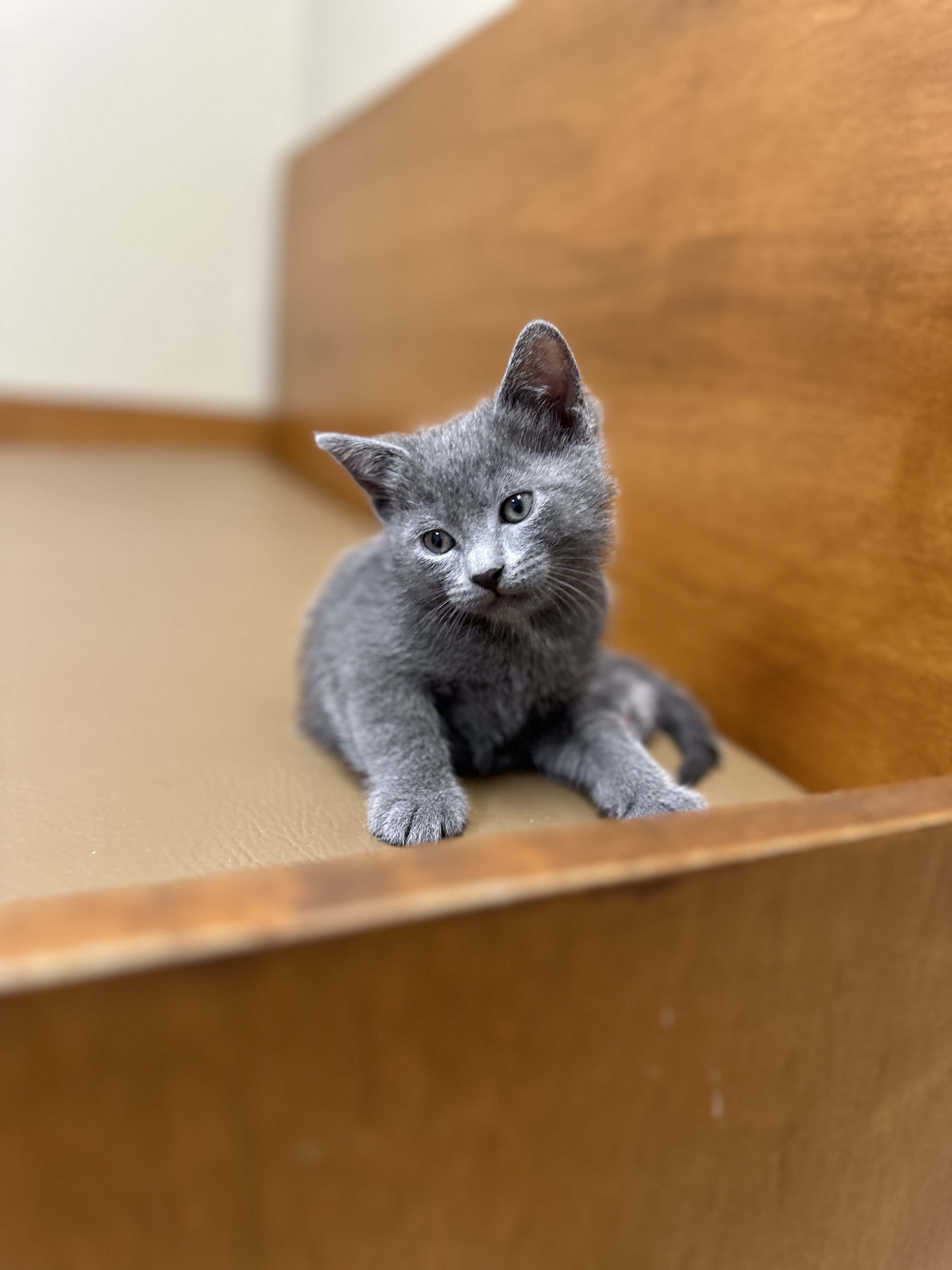 Enlarge S'mores, a Adopted mixed breed in Westwood, KS image 2/3