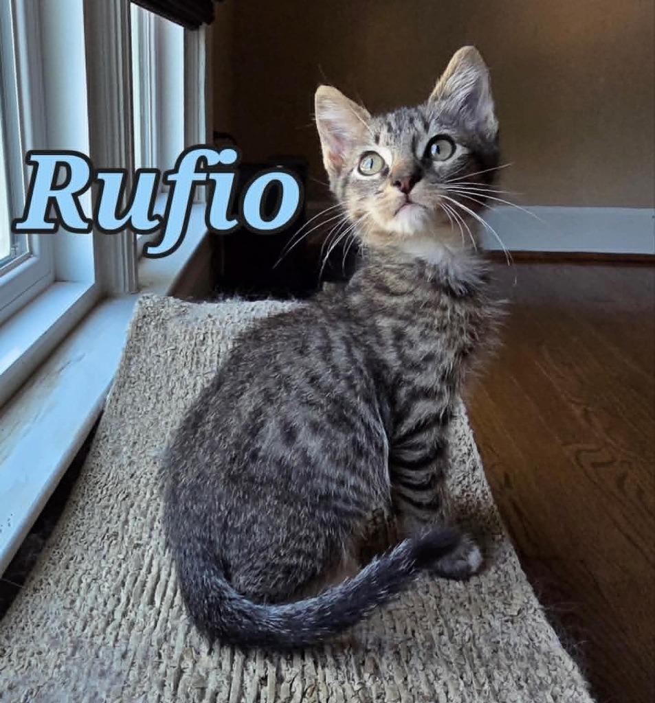 Enlarge Rufio, a Adoptable mixed breed in Hoover , AL image 3/4