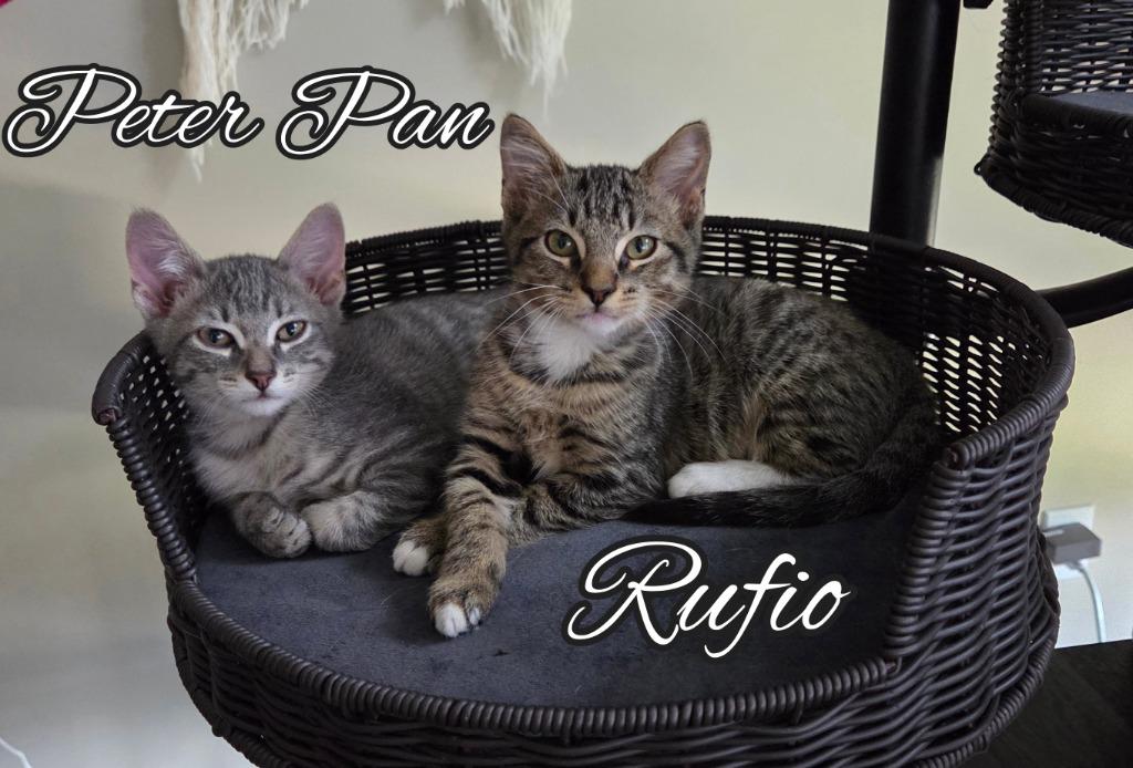 Enlarge Rufio, a Adoptable mixed breed in Hoover , AL image 4/4