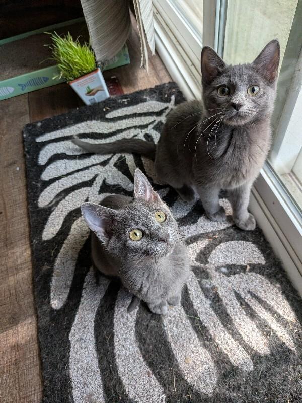 Graybie, a Adoptable Domestic Short Hair in Fort Collins, CO image 1/3